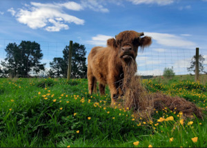 HUHA animal greeting cards - pack of 5 assorted cards and envelopes