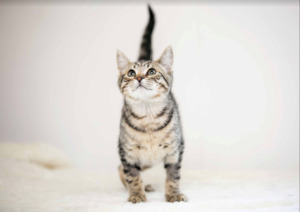 HUHA animal greeting card & envelope