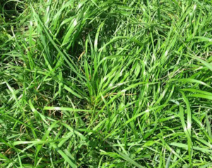 Huhas Wish List: Wish List: Pasture Mix Seed Blends