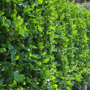 Huhas Wish List: Wish List: Native Planting