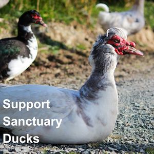 Huhaheroes: Support Sanctuary Ducks