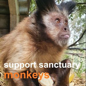 Huhaheroes: Support Sanctuary Monkeys