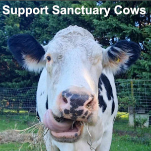 Huhaheroes: Support Sanctuary Cows