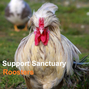 Huhaheroes: Support Sanctuary Roosters