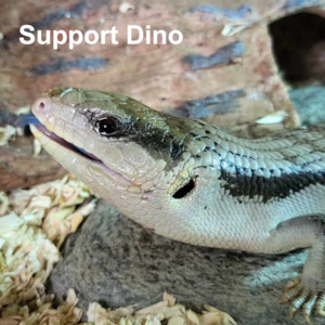 Support Dino