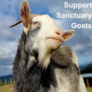 Support Sanctuary Goats
