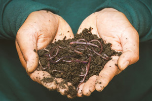 Products: 250g Live composting worms Hungry Worms
