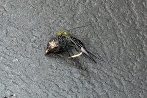Tiny Black TH - Kiwi Fly Fishing
