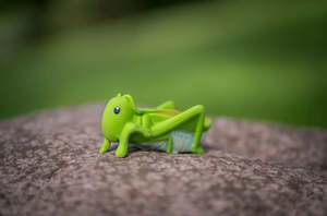 My 1st Tikiri | Grasshopper