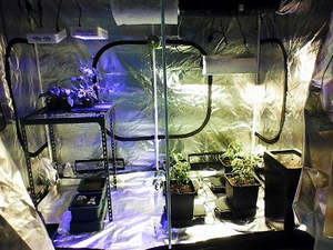 Indoor Growing Tents Propagation Tents: Trojan Gold 2.4 X 1.2M Grow Tent Package - HPS or LED