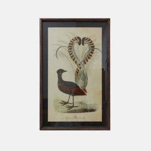 Lyre Bird Wall Art