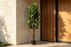 Artificial Plant Rubber Tree 160cm