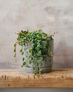 Peperomia String of Turtles