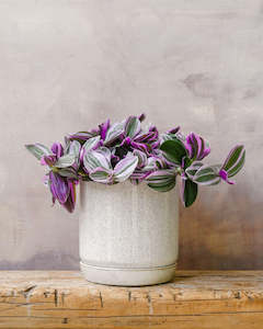 Tradescantia Sweetness