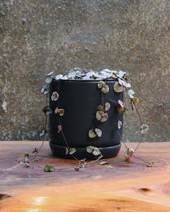Gifts: Variegated Chain of Hearts