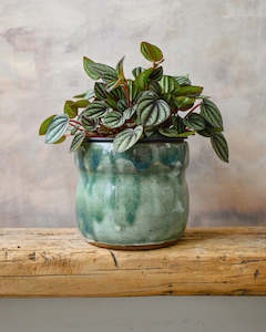 Easy Care: Peperomia Piccolo Banda