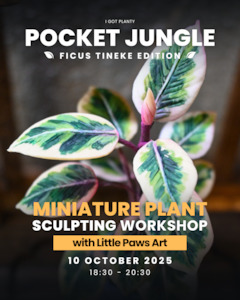 Creative Workshop: Pocket Jungle - Ficus Tineke