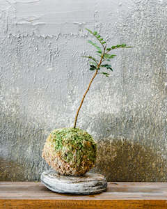 Botanical Art: Kowhai Kokedama