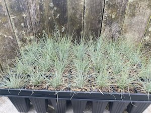 Products: Banks Peninsula Blue Tussock - Te Punga Farming