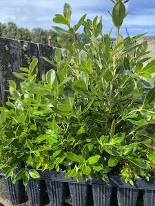 Products: Karamu - 28 Cell Tray - Te Punga Farming