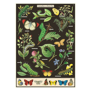 They Them: Cavallini Vintage Poster Caterpillars and Butterflies