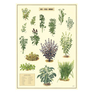 They Them: Cavallini Vintage Poster Herbs