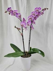 Plants: Phalaenopsis Orchid Plant