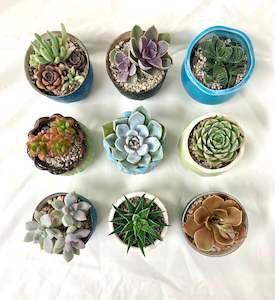 Mothers Day: Potted Succulent