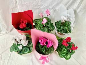 Plants: Cyclamen Plant
