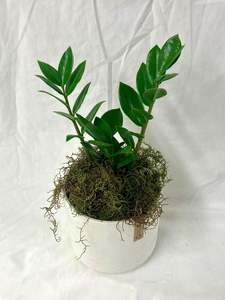 Plants: Potted ZZ Plant