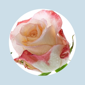 Products: Best Seller Fragrance Bundle 30ml - Illumina Candle Supplies