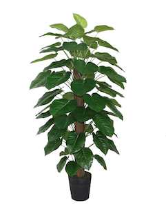 Mirrors: Pothos Planter