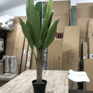 Gifting Ideas: Banana Tree W/Pot