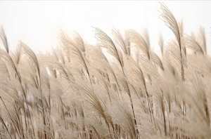 Assorted Furniture: Pampus Print in Wooden Frame