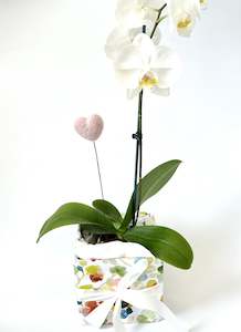 Valentines Day 1: Living Orchid Plant with Heart gift box