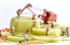 "Kiwifruit Harvest" Print