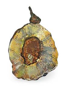 Art Objects: Slippery Elm Seed Pod Canvas Artwork - "Healing" (25108)