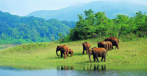 Wildlife Tour – South India
