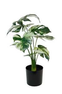 Faux Plants: Monstera Variegata Potted - faux