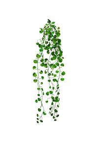 Button Fern Vine