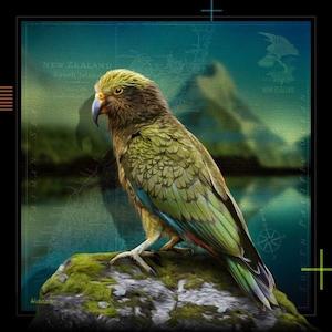 Kea - Julian Hindson