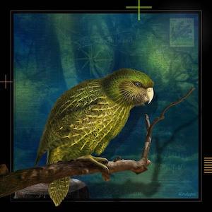 Kakapo - Julian Hindson