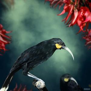 Huia 4 - Julian Hindson
