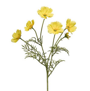 Cosmos Flower Stem