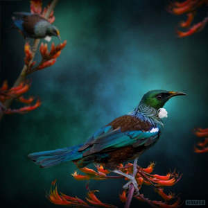 Julian Hindson: Tui Mates - Julian Hindson