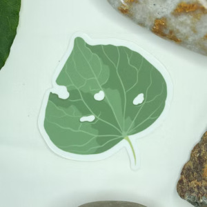 Poipoia Otautahi: Kawakawa Leaf Vinyl Sticker