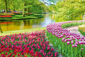 Ms Beethoven: Springtime in Holland (port-to-port cruise)