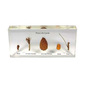 Science: Pine Life Cycle