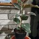 Angel Wing Begonia