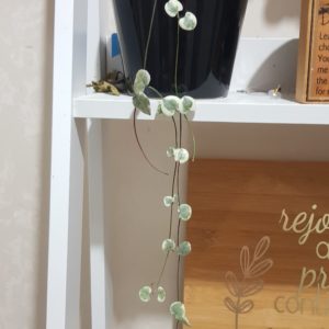 Products: Pink roses